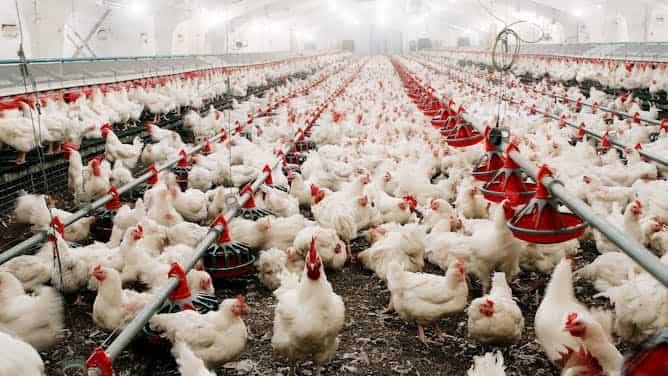 Primera muerte en el mundo de una persona infectada con el virus de la gripe aviar H5N5