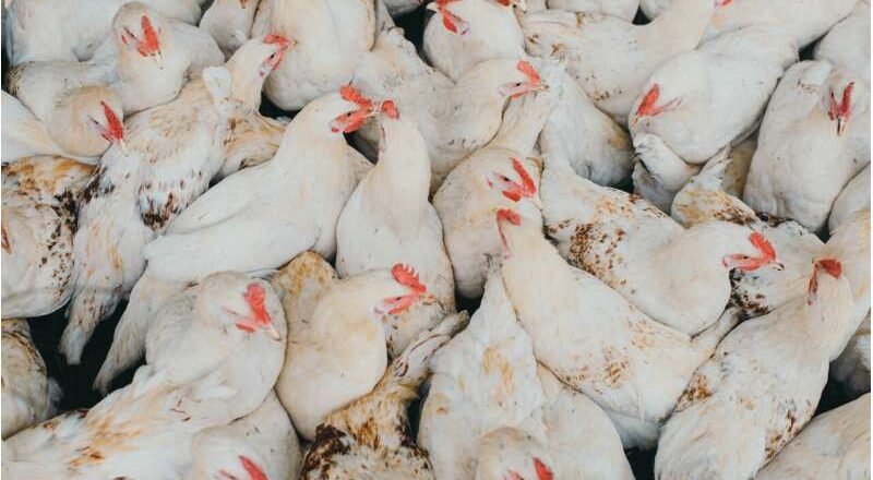 Los virus de la gripe aviar son resistentes a la fiebre, lo que los convierte en una gran amenaza para los humanos.