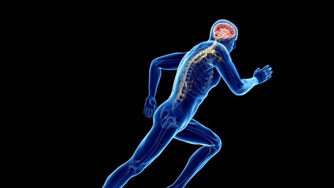 Cuando hacemos ejercicio, nuestros músculos ‘hablan’ con el cerebro y lo fortalecen