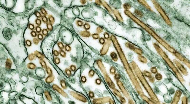 Infecciones asintomáticas por gripe aviar H5N1: una nueva incógnita para la salud pública