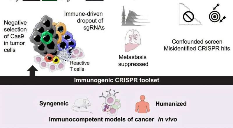 Nueva técnica genética permite “camuflar” tumores en ratones para estudiar mejor la inmunoterapia