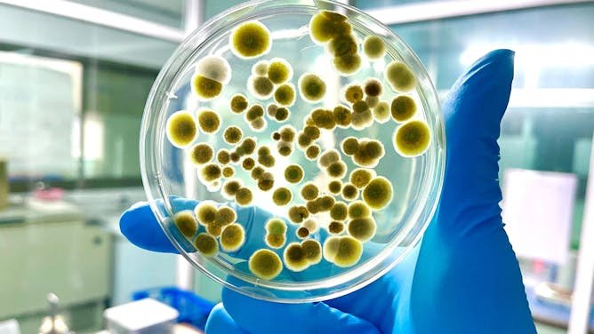 Nuevo estudio: muchas mujeres podrían vivir con toxinas de hongos procedentes de alimentos