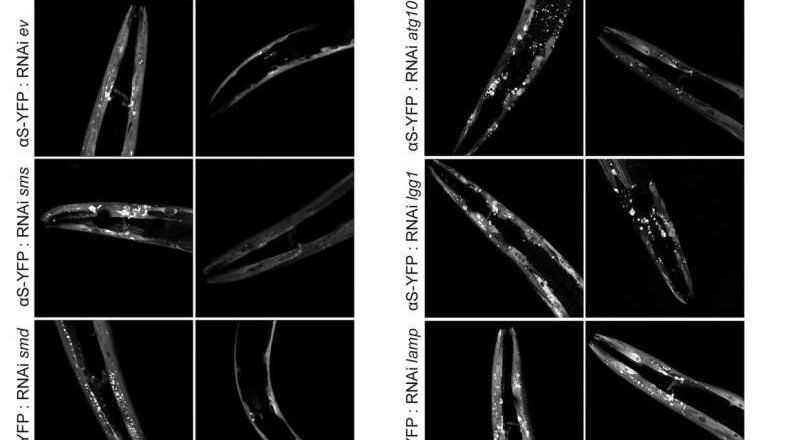 Un hallazgo inesperado: cómo una molécula actúa “como queso sobre fideos” para frenar procesos asociados al Alzheimer