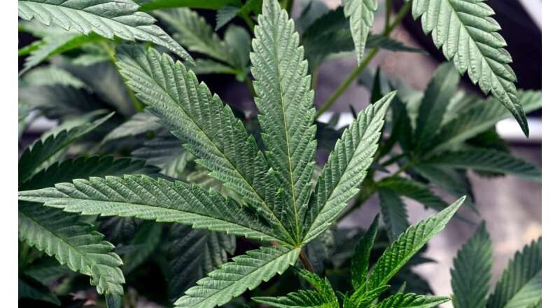 Es posible volverse adicto a la marihuana. Esto es lo que debes saber.