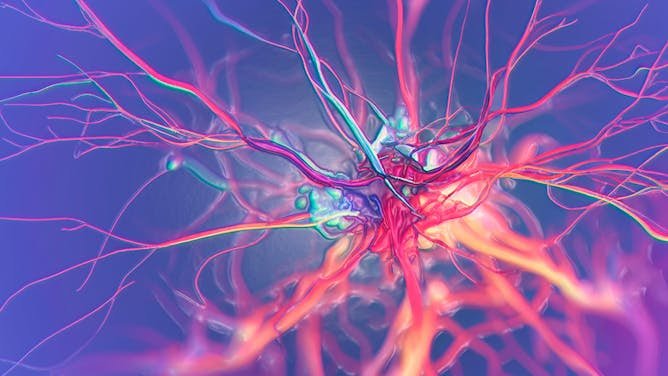 El cerebro no sólo piensa, también quema grasa