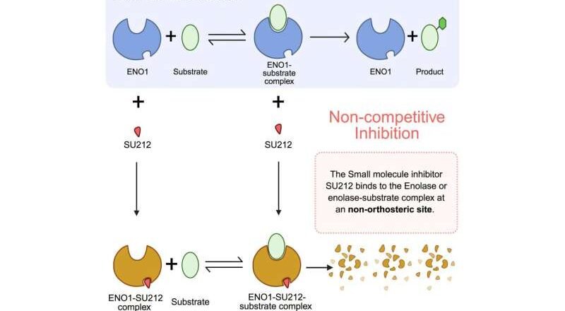 Un fármaco prometedor puede inhibir el cáncer de mama agresivo