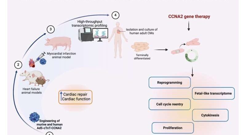 La reactivación de un gen fetal permite que las células cardíacas adultas se regeneren después de una lesión.