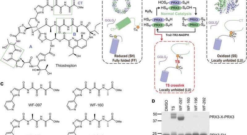 Un fragmento mínimo de fármaco desactiva las defensas antioxidantes de las células cancerosas, ofreciendo esperanza para tumores difíciles de tratar.