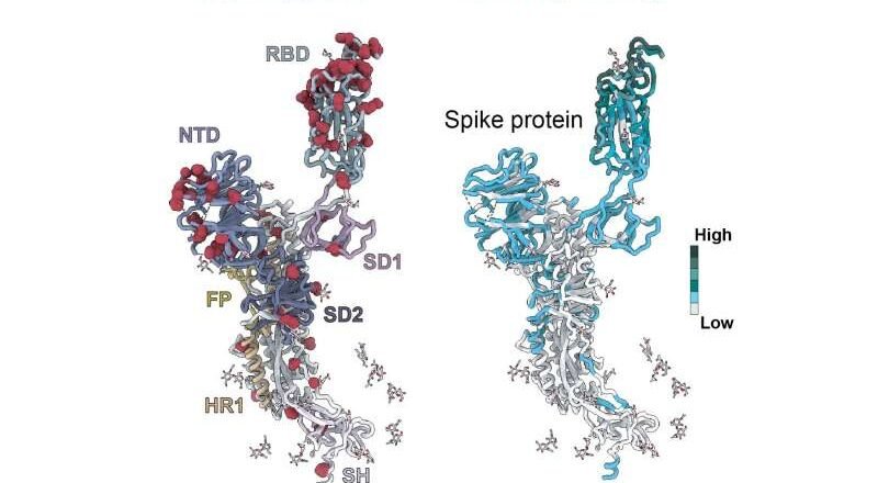 Un nuevo mapa del SARS-CoV-2 revela cómo las variantes evaden al sistema inmunitario