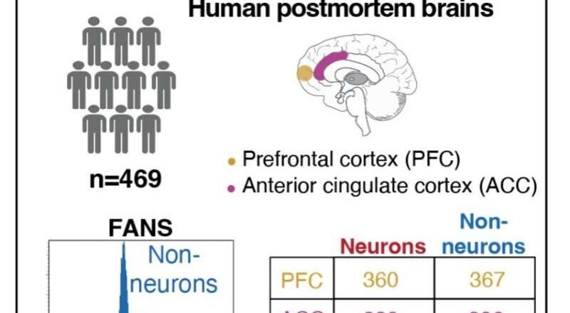 Cambios epigenéticos en la esquizofrenia: un nuevo mapa cerebral revela pistas sobre sus causas profundas
