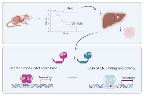 La hormona sintética del estrés dexametasona podría reducir ciertas metástasis de cáncer de mama