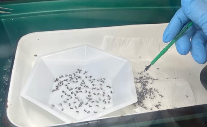 Es improbable que el virus del Oropuche se propague a través de mosquitos en el sureste de los Estados Unidos