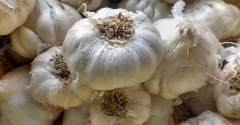 Compuestos del ajo podrían alargar la vida y mejorar su calidad durante el envejecimiento