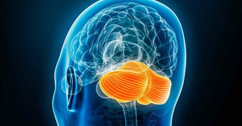 El cerebelo y el cerebro: cómo se construyen sus conexiones en las primeras etapas del desarrollo