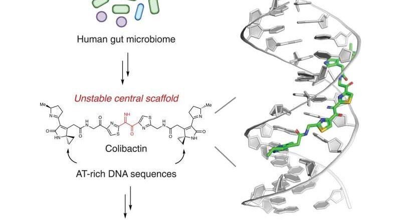 Una toxina intestinal oculta revela cómo las bacterias pueden dañar el ADN humano