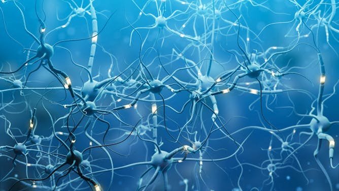 No, nuestro cerebro no se “desarrolla completamente” de golpe a los 25 años: esto es lo que dice la neurociencia