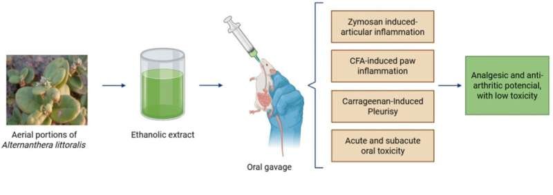 Alternanthera littoralis: la planta sudamericana que demuestra propiedades antiinflamatorias, analgésicas y antiartríticas