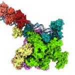 Hallan el mecanismo molecular que hace mortal al cólera