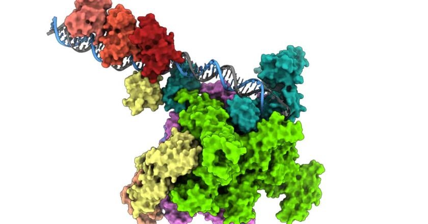Hallan el mecanismo molecular que hace mortal al cólera
