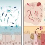 Una proteína que se encuentra en el tracto gastrointestinal puede neutralizar muchas bacterias.