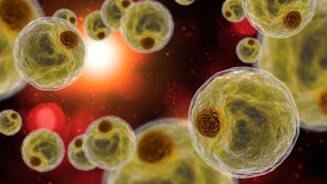 Matar de hambre al cáncer con grasa: una nueva terapia celular basada en los adipocitos