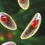 No es solo anisakis: parásitos que pueden llegar al plato (y cómo evitarlo)