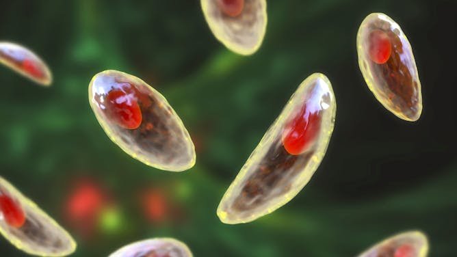 No es solo anisakis: parásitos que pueden llegar al plato (y cómo evitarlo)