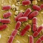 Científicos argentinos descubren un método para eliminar bacterias responsables de más de 700 mil muertes al año