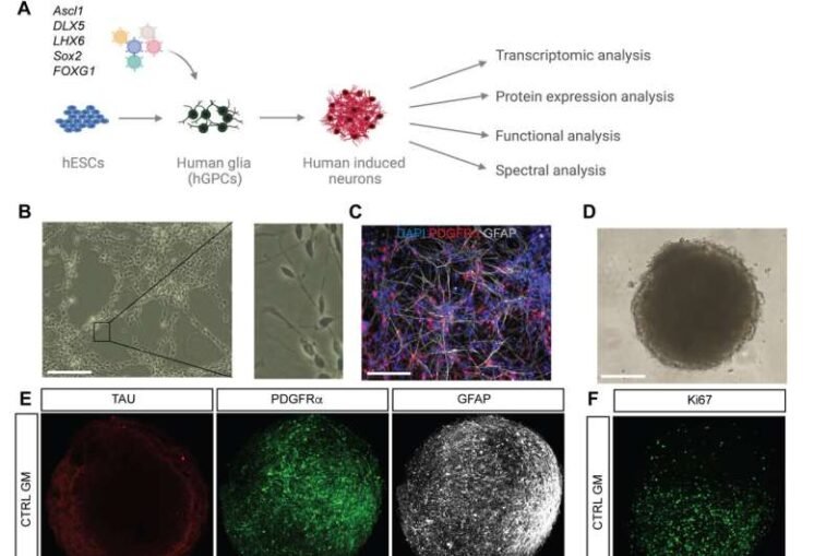 researchers-create-cel