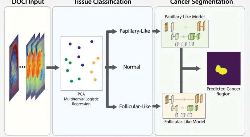 Una nueva perspectiva sobre el cáncer de tiroides: cuando la IA se combina con la imagenología sin etiquetas en el quirófano