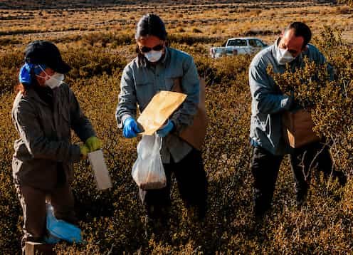 Hantavirus: The Lancet advierte sobre fallas de vigilancia en América Latina