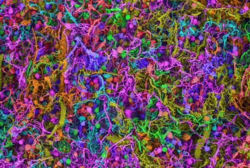 Harvard revela cómo el cerebro arma oraciones antes de hablar