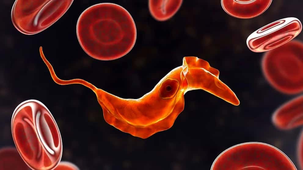 Compuesto del amancay abre una vía prometedora contra el Chagas