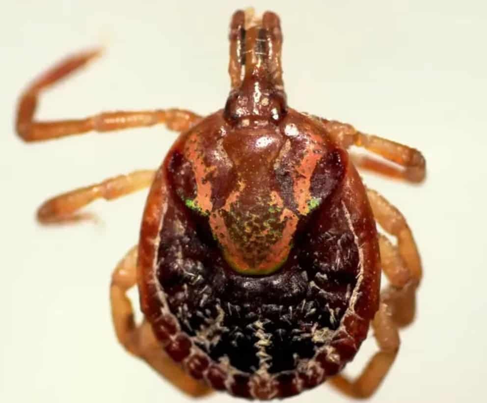 Costa Rica detecta por primera vez el virus Jingmen en garrapatas