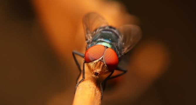 ‘Crumbs’: un rastro de migas que conecta una mutación en los genes de una mosca con las enfermedades de la retina