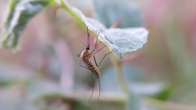 Los nuevos casos humanos de fiebre del Nilo Occidental en España activan la alerta