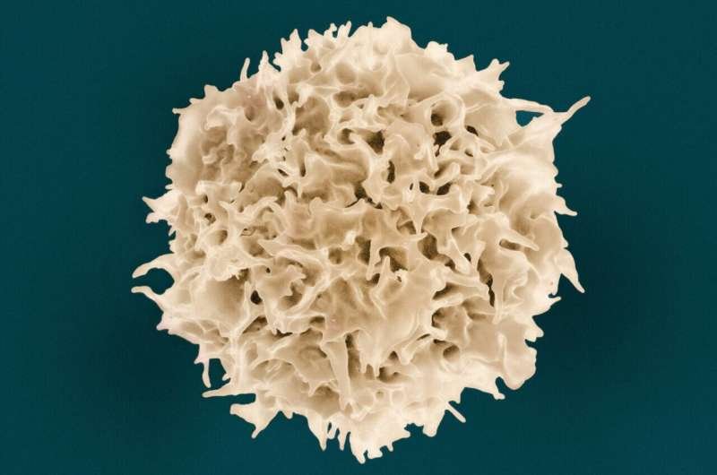 Descubren cómo las células T deciden si deben atacar un tumor