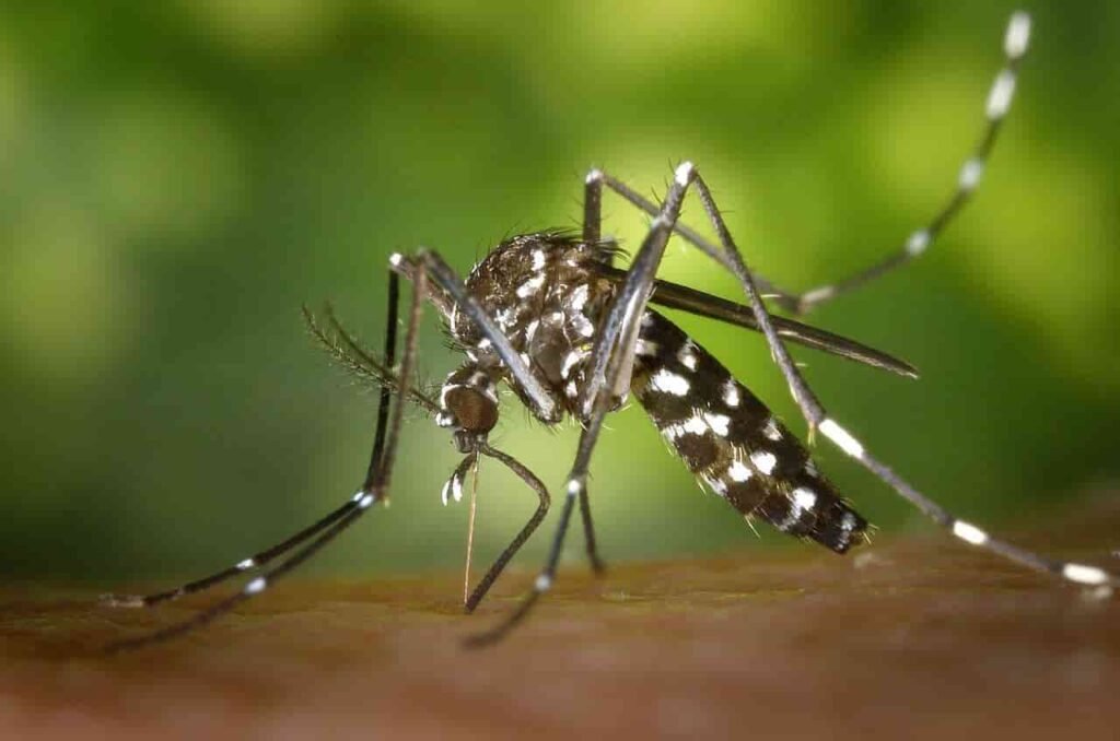 España triplica los casos de chikungunya y vigila al mosquito tigre