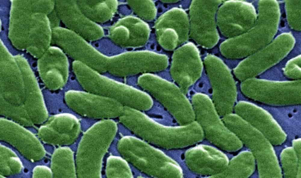 Vibrio vulnificus: qué riesgo representa realmente al bañarse