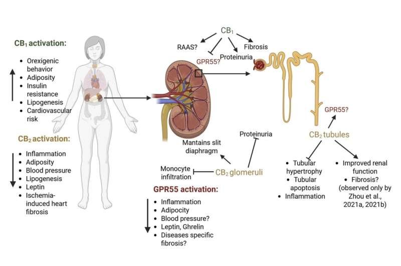 Vías cannabinoides emergen como dianas frente al daño renal