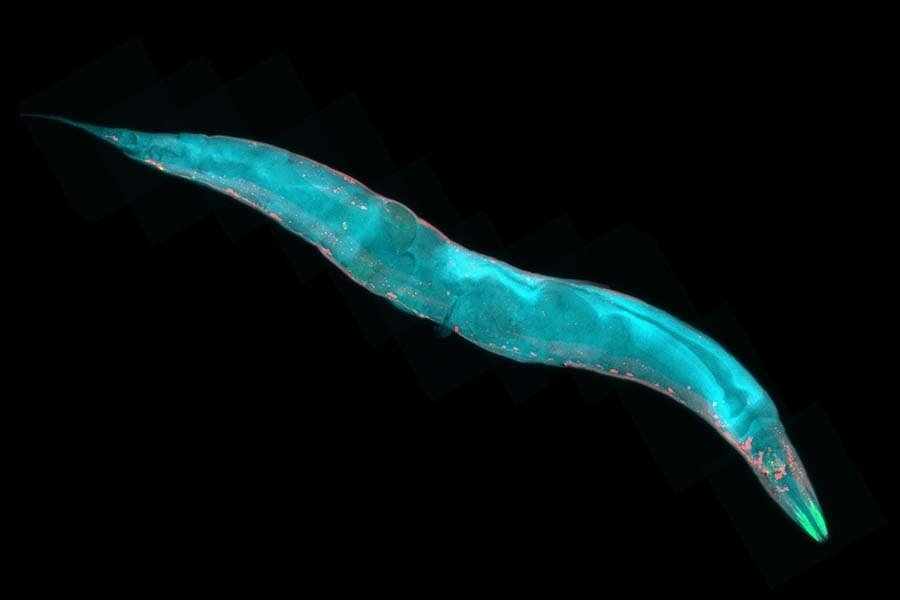 Una proteína del ADN define la identidad de ciertas neuronas