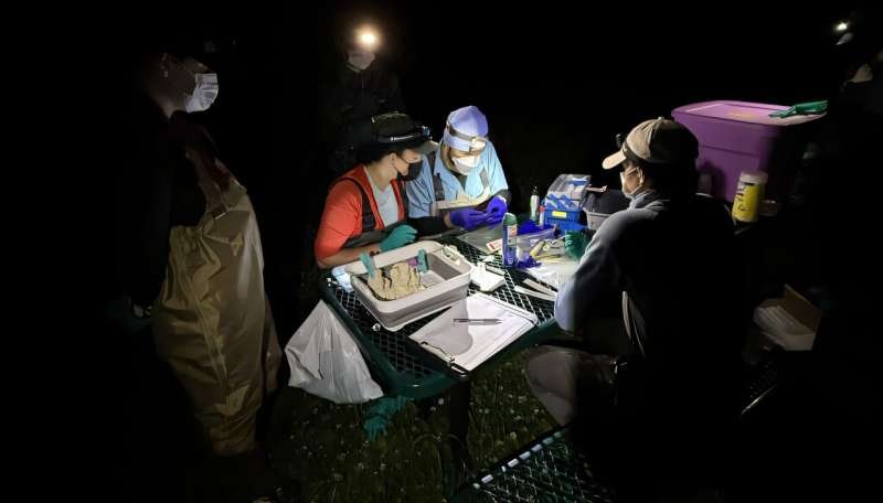 Genomas de murciélagos revelan claves de la longevidad