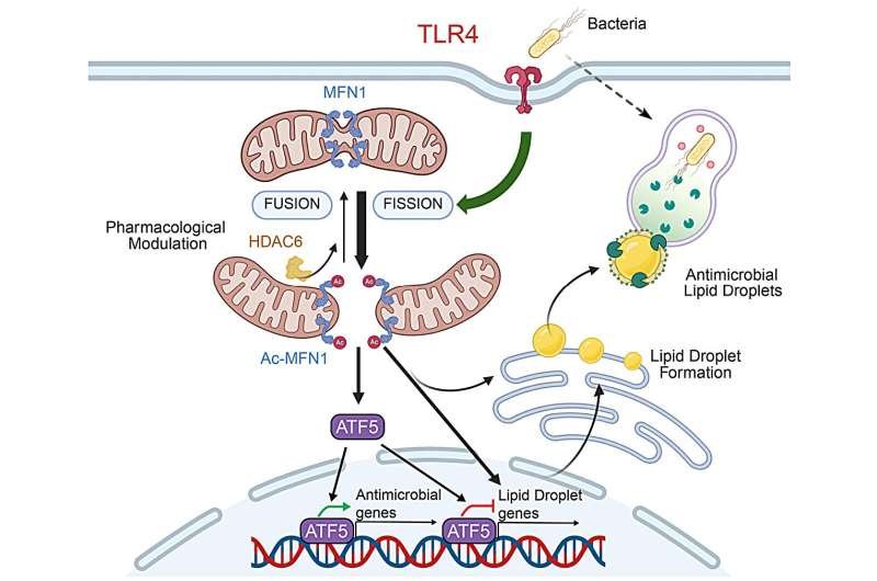 Mitocondrias activan una defensa celular contra bacterias