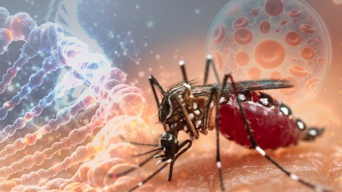 Virus del Nilo en Andalucía: 46 casos y una muerte en 2026