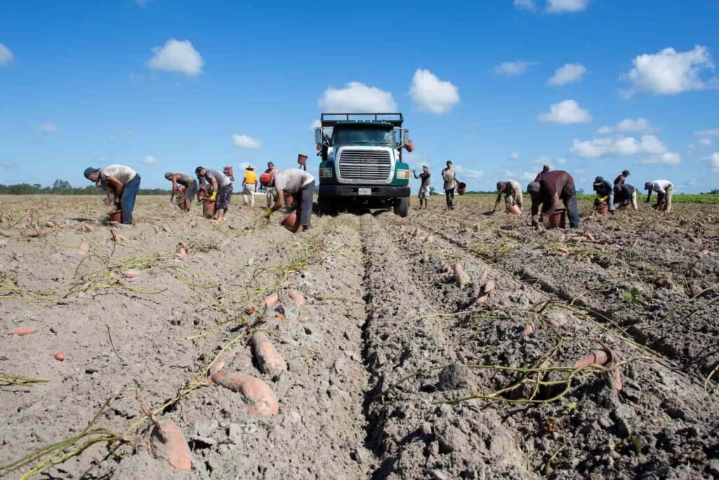 Un nuevo estudio revela el impacto oculto del dolor de espalda entre los trabajadores del sector hortícola en EE.UU.