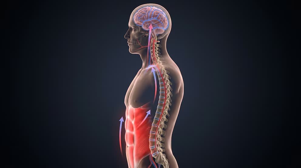 Los músculos abdominales podrían influir en la circulación cerebral