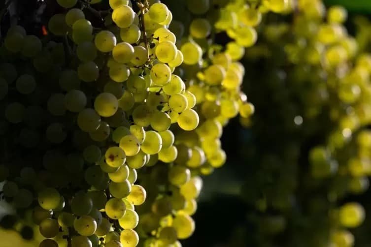 Uvas: nutrientes y compuestos que amplían su valor para la salud