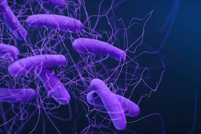 Identifican cómo se activa una peligrosa bacteria hospitalaria