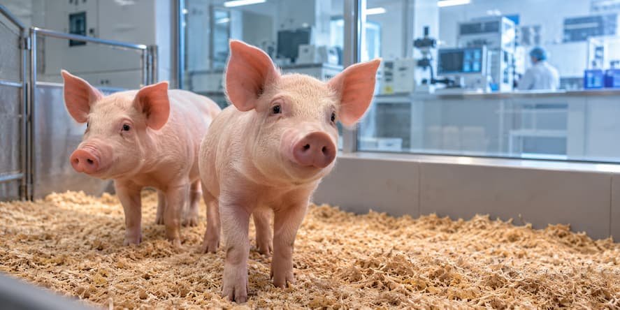 España estudia los xenotrasplantes de órganos de cerdo ante sus riesgos médicos
