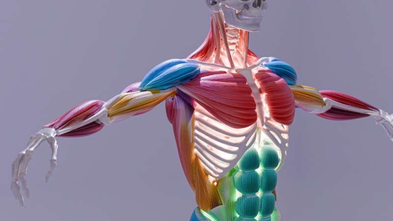 El tadalafilo muestra potencial para regenerar células musculares